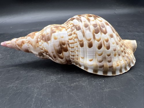 Charonia tritonis tritons - tritonis,