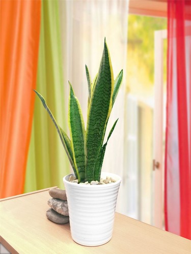 Sansevieria 40cm snake - sansevieria, 30-40cm