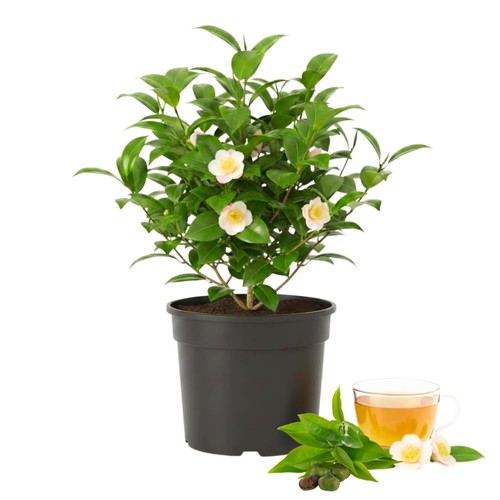 Live camellia sinensis plant - live,