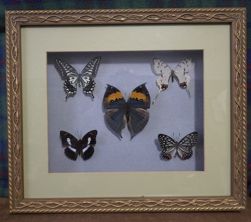 Framed real butterfly - framed,