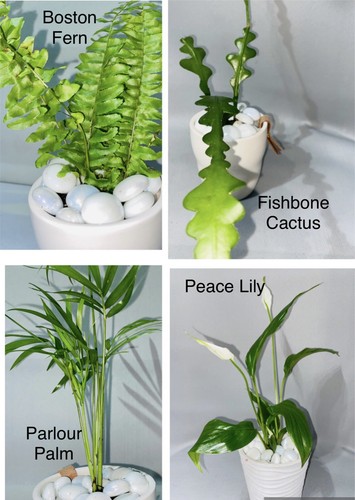Plant combo boston fern - |,