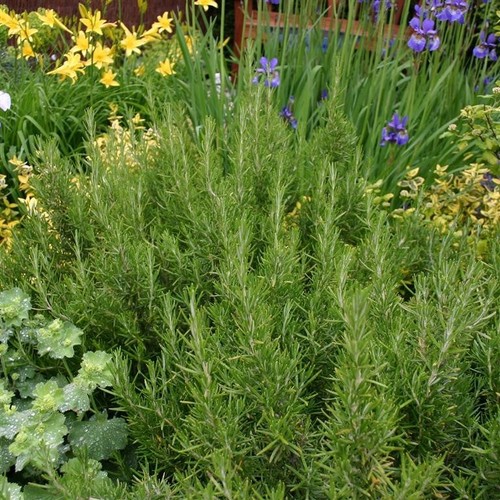 Rosemary arp pack - rosemary, 5