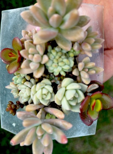 Selection around baby - 20+,