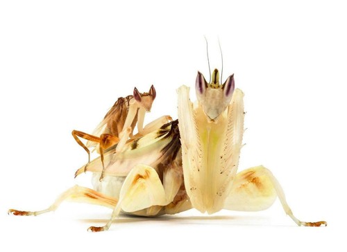 Orchid mantis glossy poster - orchid,