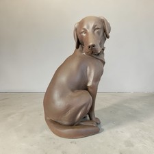 Coffee coloured labrador - coffee,