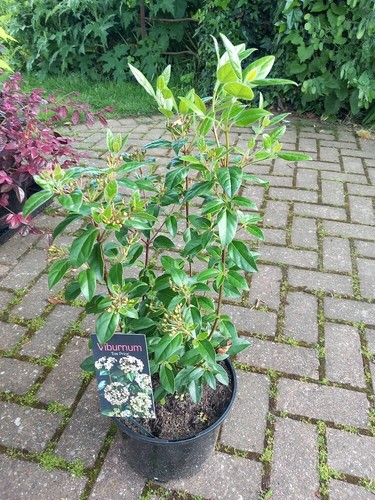 Bushy evergreen viburnum - bushy,