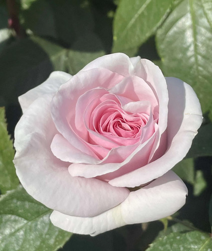 Rosa english miss floribunda - rosa,
