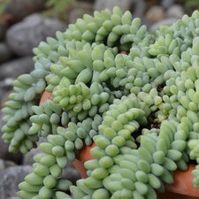 Sedum morganianum burritum - sedum,