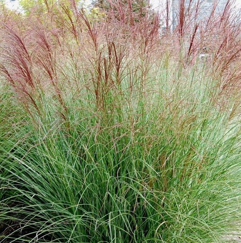 Miscanthus morning light - miscanthus, light'