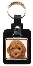 Miniature Poodle Dog Black