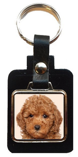Miniature poodle dog black - miniature,