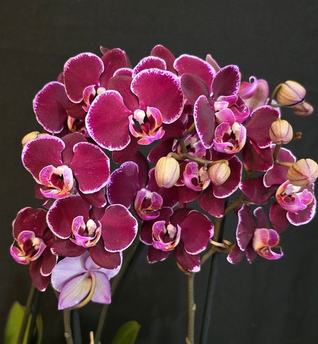 Phalaenopsis burgundy 2 - burgundy.,