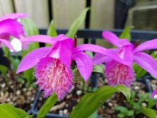 10x Pleione 'Tongariro' bulbils NFS halfhardy Himalayan Garden Orchid Bulbs