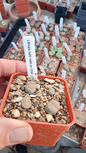 Lithops hallii c050 - hallii,