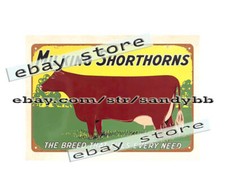Milking Shorthorns Dairy
