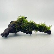 Java moss bogwood 20cm - on, 15-20cm