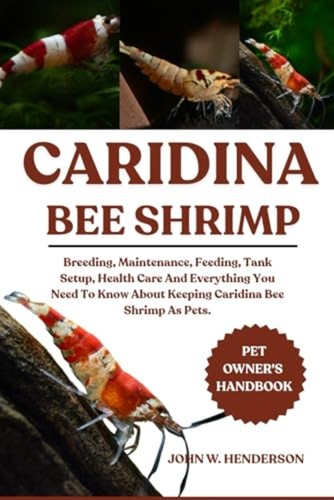 Caridina bee shrimp breeding - caridina,