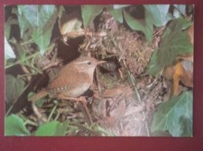 POSTCARD E3-17 ANIMALS WREN