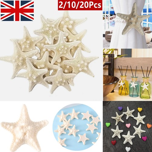 20x dried starfish beach - 2/10/20x,