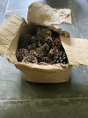 Large collection pine - collection, of