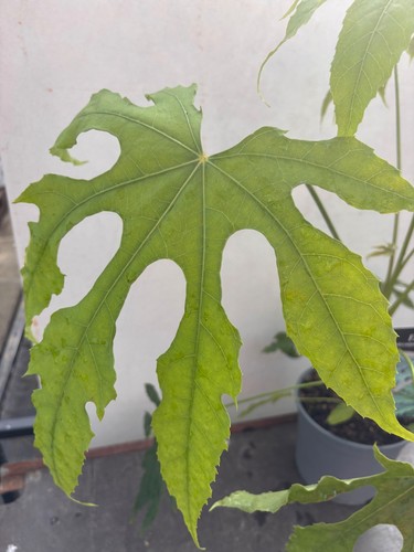 Fatsia polycarpa green fingers - green,