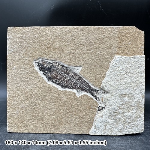 Fish fossil matrix - fish, in