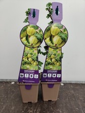 2x Soft Fruit Gooseberry