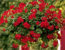 Ivy Geranium Trailing