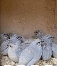 ?Best buy ? 12 ❎ Silver Chinese painted quail Eggs❇️ 4 Extra! ❇️FreeShipping ✅