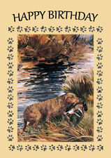 CHESAPEAKE BAY RETRIEVER DOG