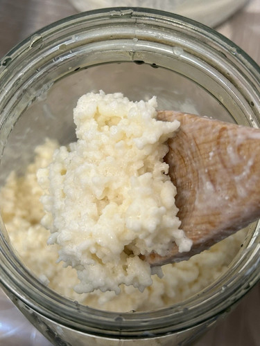 Organic milk kefir grains - kefir,