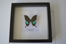 Papilio paris ( The Paris