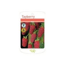 Tayberry Plants,  1 x Mailing