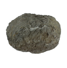 Fossil Crinoid calyx. Undecribed Genus, Ravenswood Area QLD Australia (EA10538)