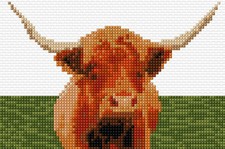 Highland Cow - Scottish Animal
