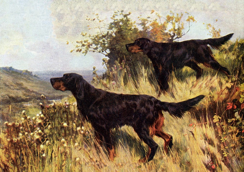 Gordon setter dog - gordon, greeting
