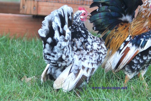 Fertile show quality - show,