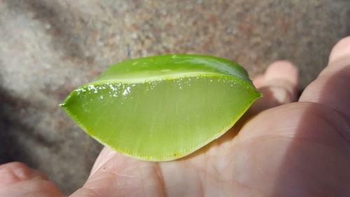Ounces medicinal aloe - 40,