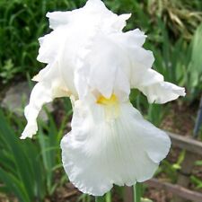 IRIS GERMANICA IMMORTALITY BEARDED IRIS WHITE SUMMER PLANT aquatic
