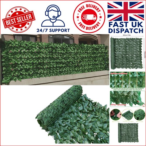 Dark green ivy - ivy, fence