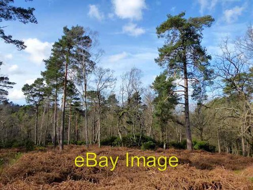 Photo 6x4 broadstone warren - 6x4,
