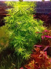 6x stem Pogostemon Heidelberg,very rare species,no algae no snails.