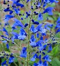 SALVIA BLUE BUTTERFLIES PLANT BLUE FLOWERS ORNAMENTAL SAGE PERENNIAL 9CM POT
