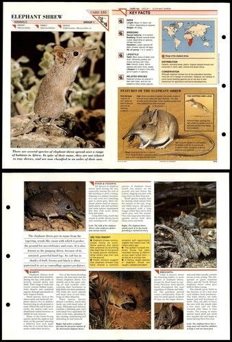Elephant shrew 185 - elephant,