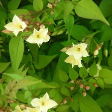 Jasmine Officinale Clotted