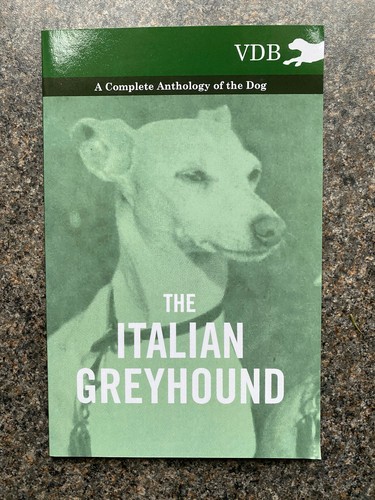 Italian greyhound dogs rare - greyhound,