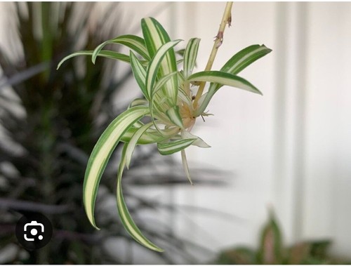Small spider plant cutting - small,
