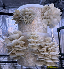 10L/4.5kg Easy Grow Oyster