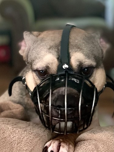 Dog muzzle resistant polymer - muzzle, |
