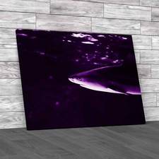 Tropical Sea Fish Lone Shark